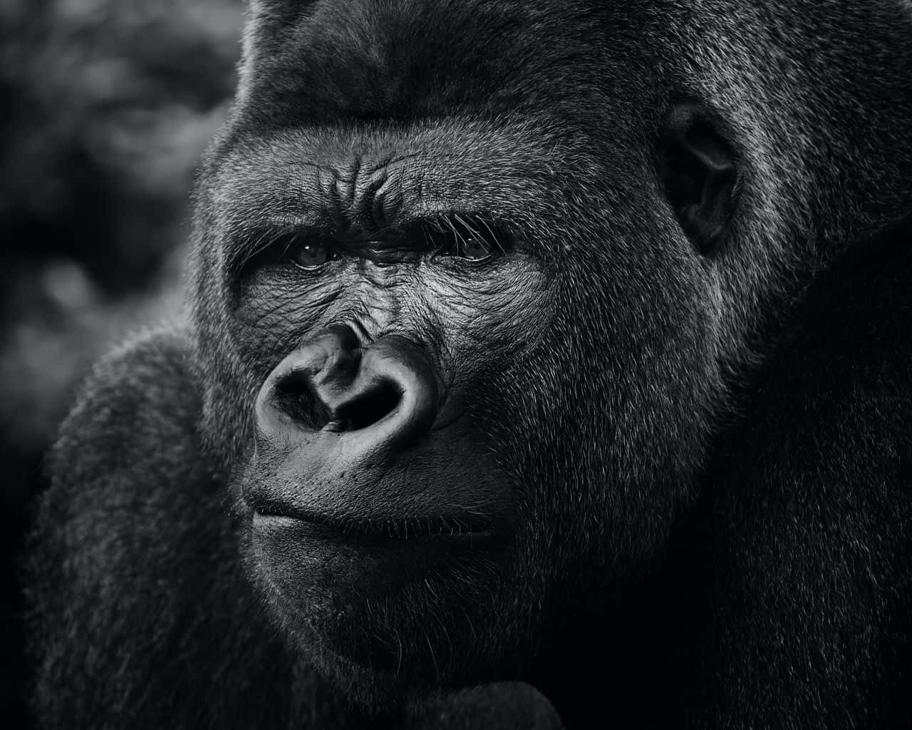 ¡miraa Este Adorable Bebé Gorila! Fondo de pantalla