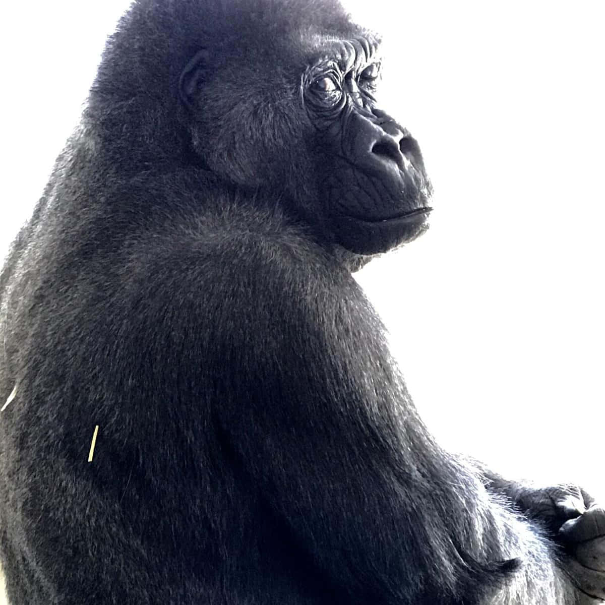 Gorilla Strikes a Pose Photograph by Mesa Teresita - Fine Art America