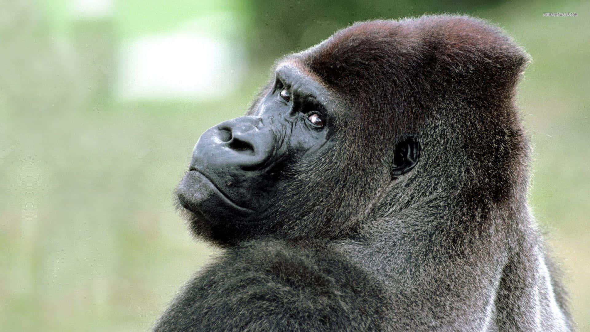 A Gorilla Is Looking At The Camera Wallpaper