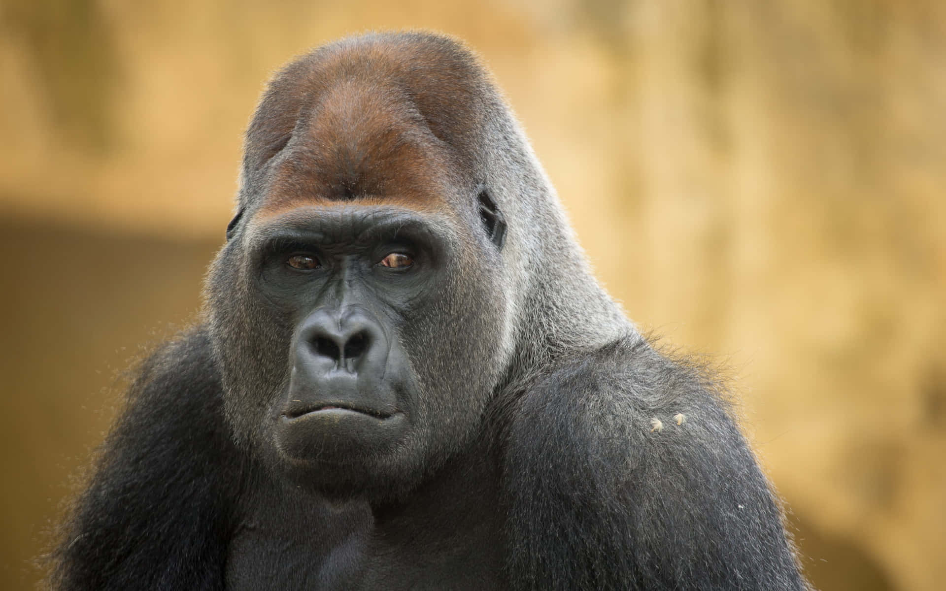 En sød gorilla nyder sin tid udendørs Wallpaper