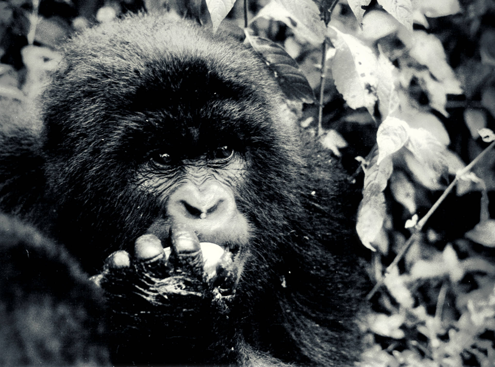 Sød gorilla i Congo Wallpaper