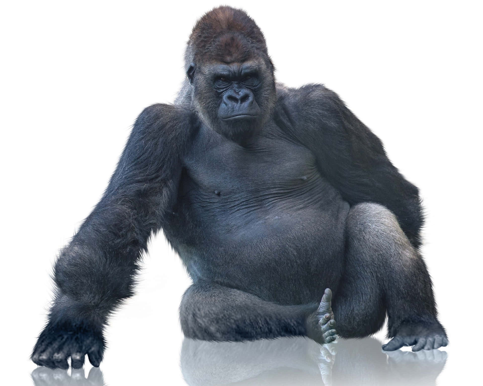 En ung gorilla der søger efter eventyr. Wallpaper