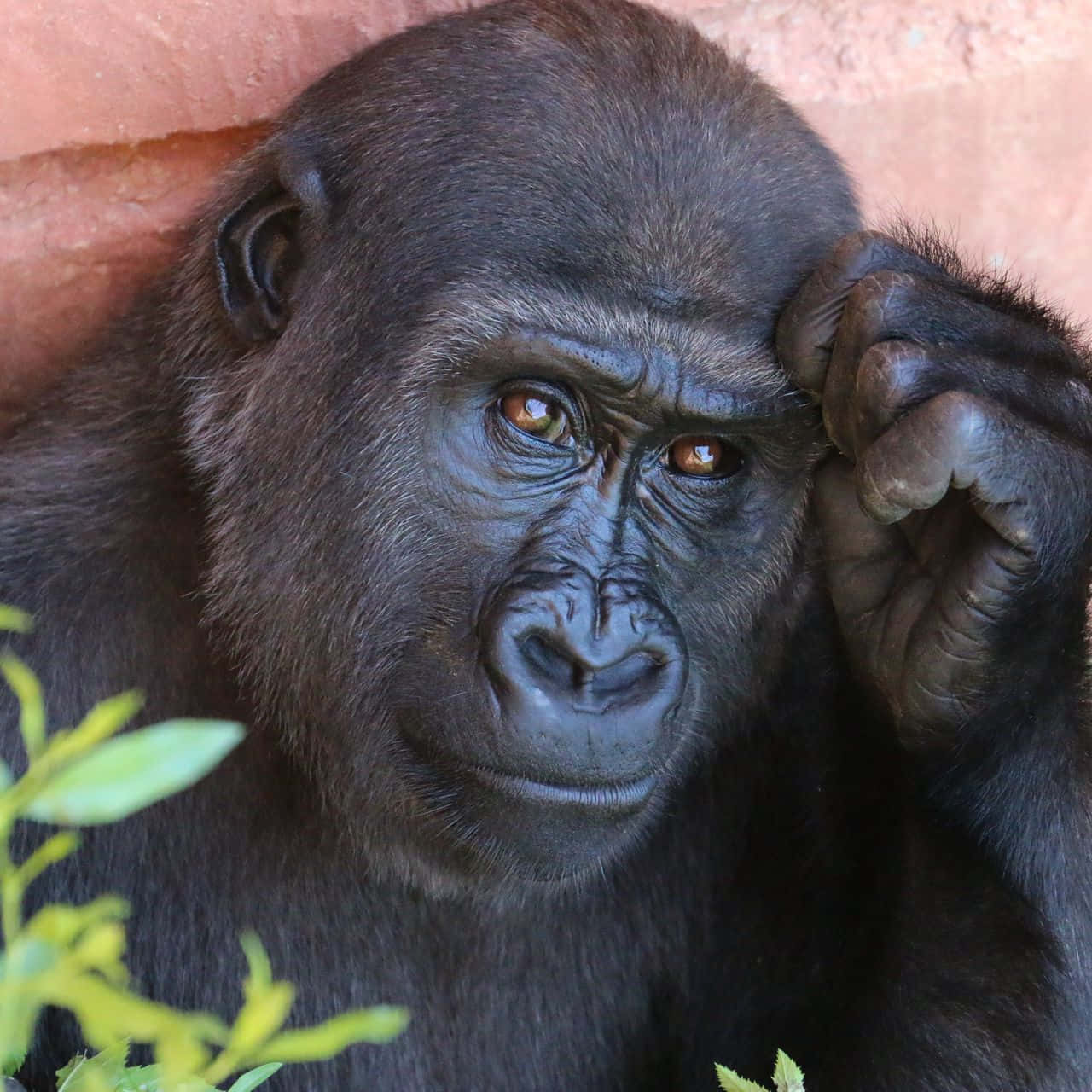 Unadorable Gorila Masticando Hojas Deliciosas Fondo de pantalla