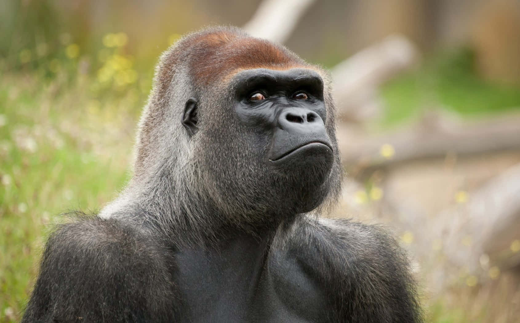 Einsüßes Und Freundliches Baby-gorilla, Das Neugierig In Die Kamera Schaut. Wallpaper