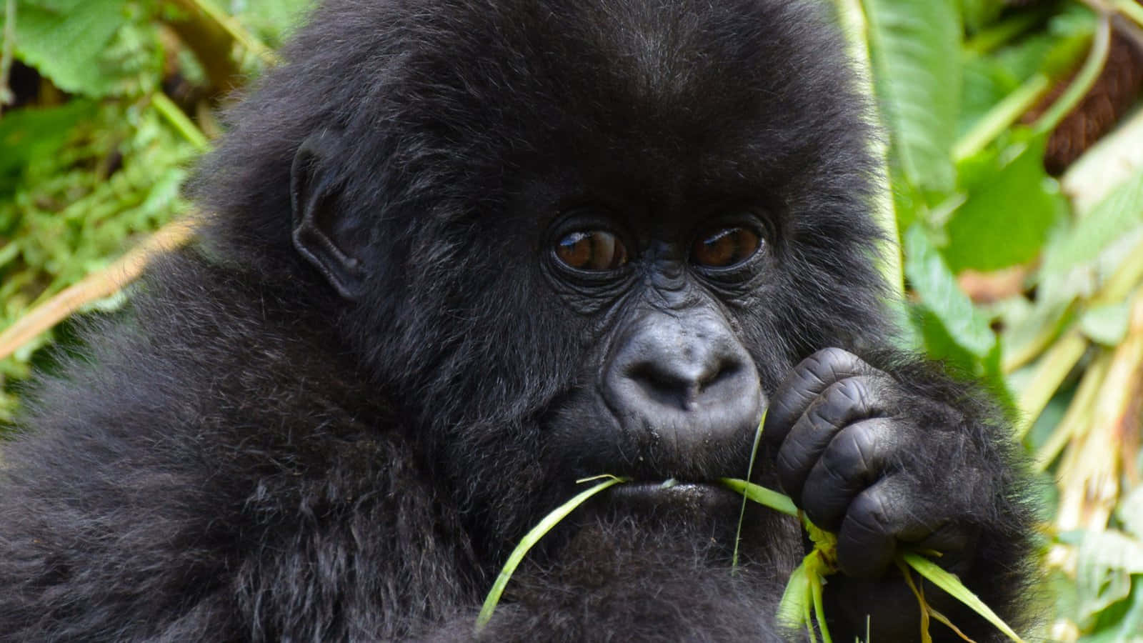 A precious baby cute gorilla stares in wonder Wallpaper