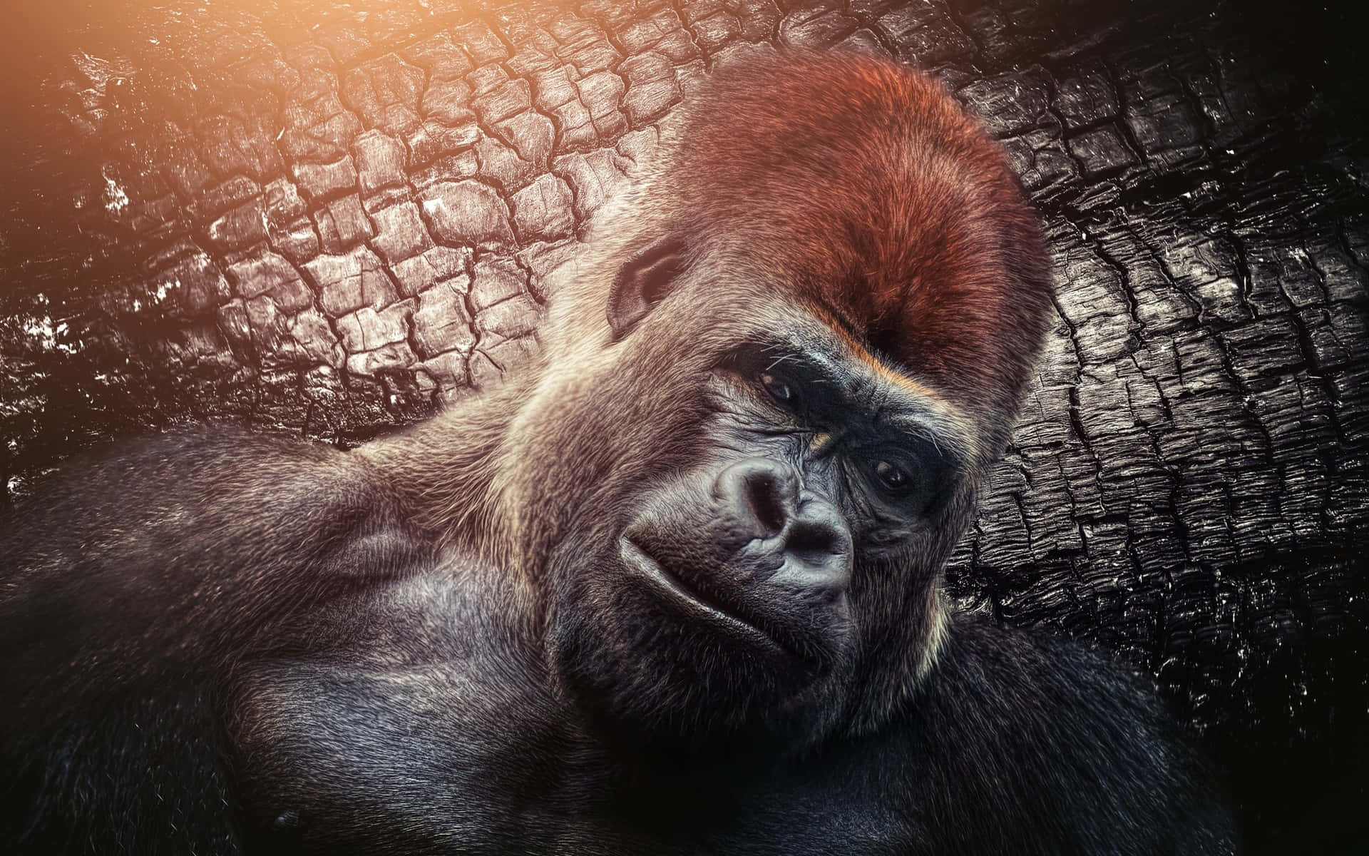 En sød gorilla, der lever i naturen Wallpaper