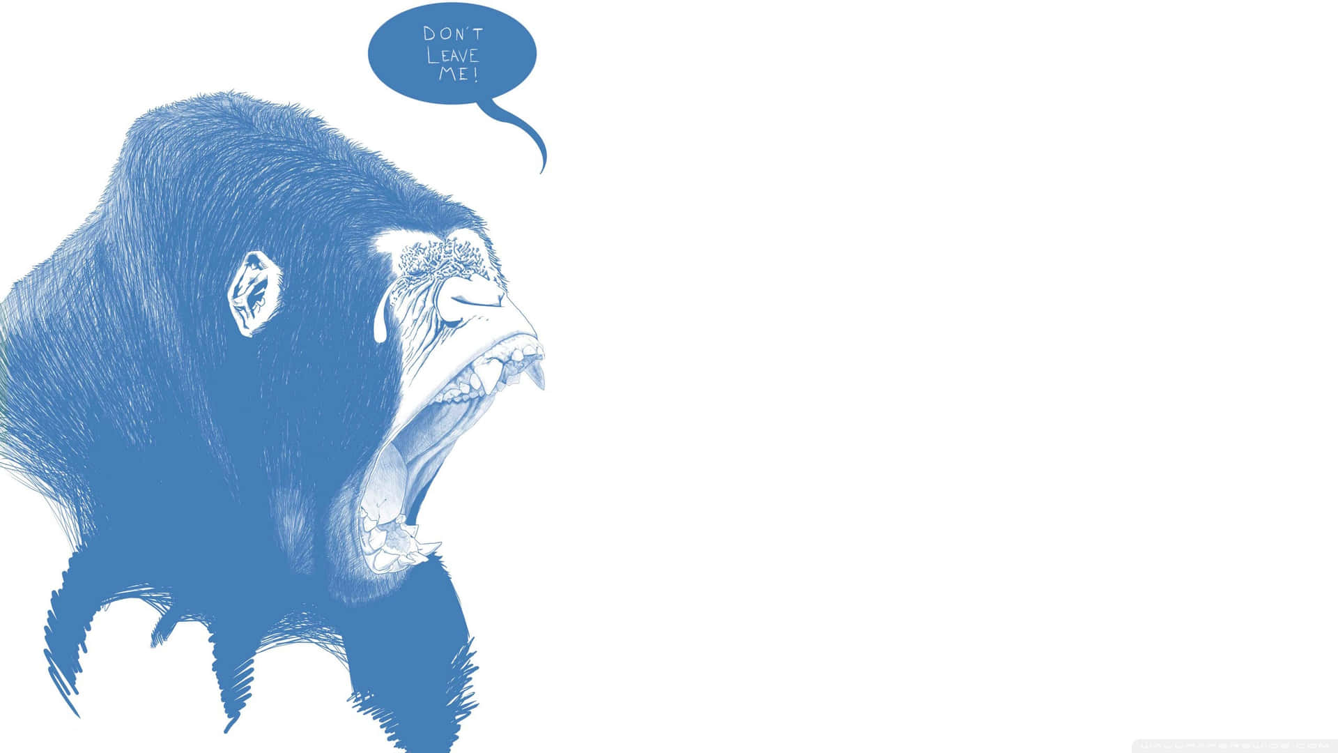 Ellindo Gorila Observa Con Curiosidad. Fondo de pantalla