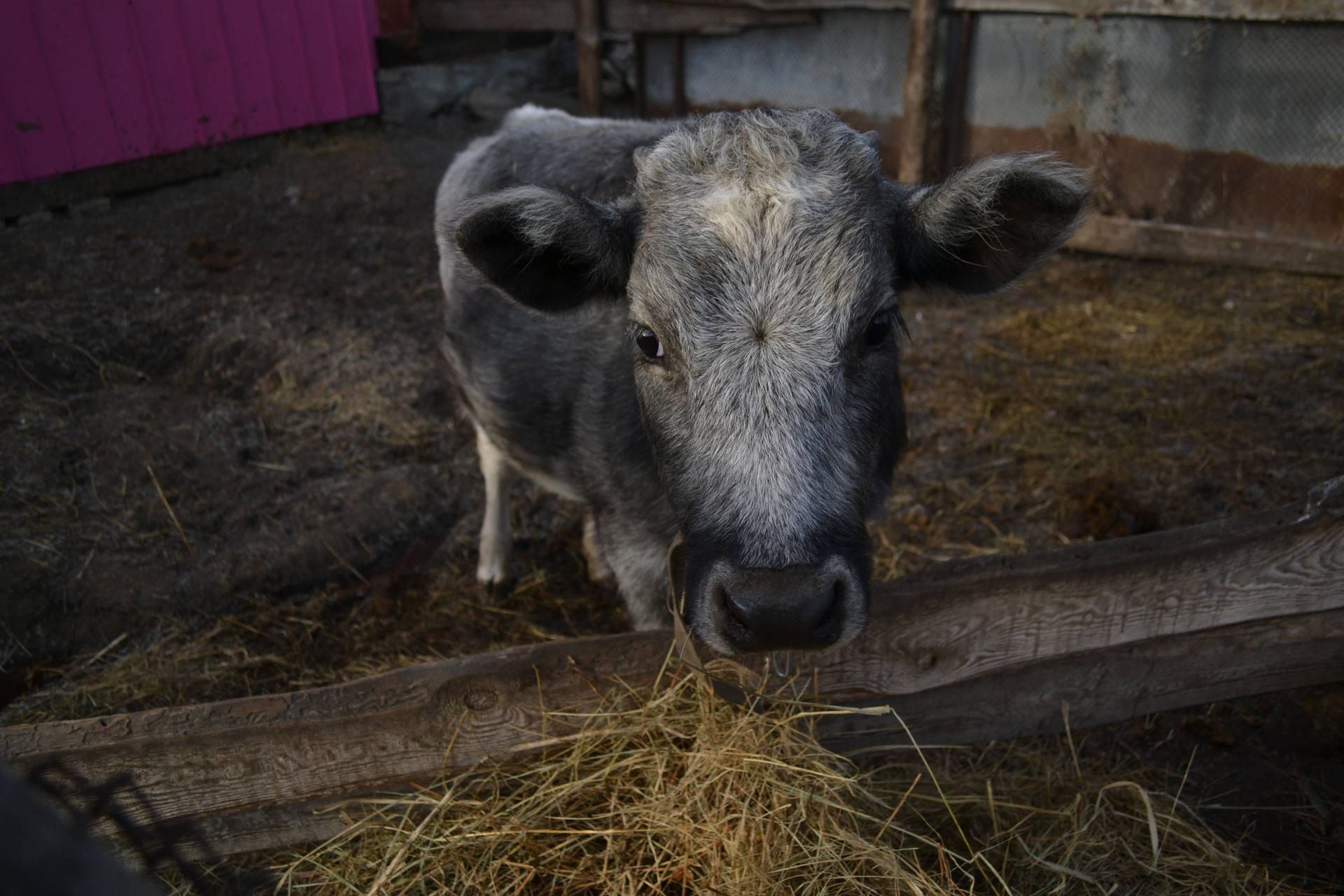 Cute Gray Cow With Nose Ring Wallpaper