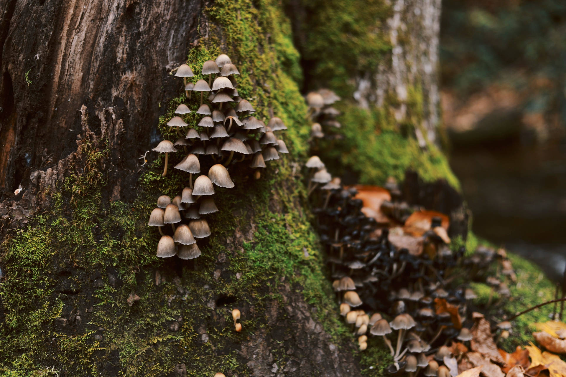 Cute Gray Mushrooms On Mossy Tree