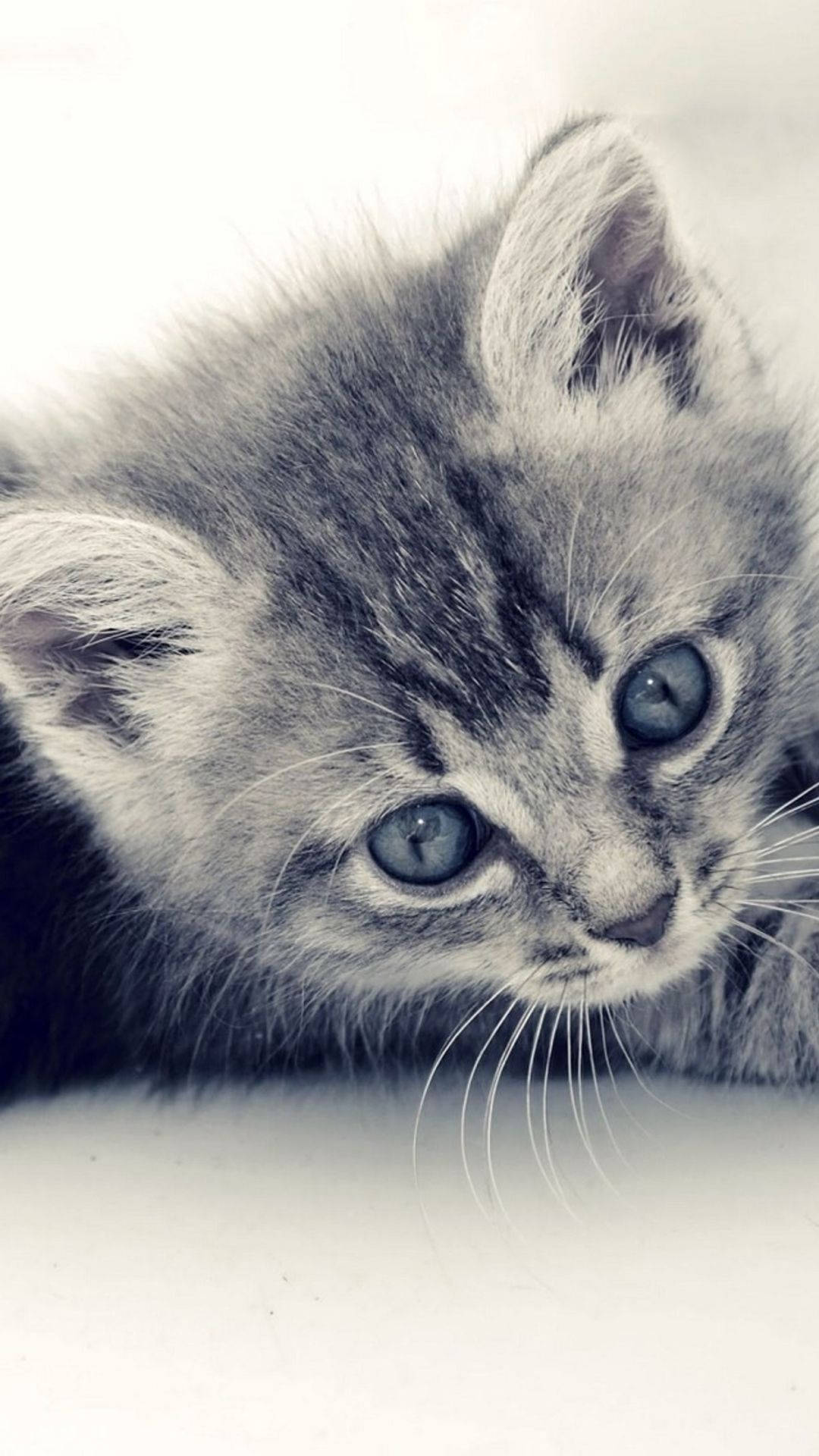 Cute Gray Tabby Cat Iphone Wallpaper