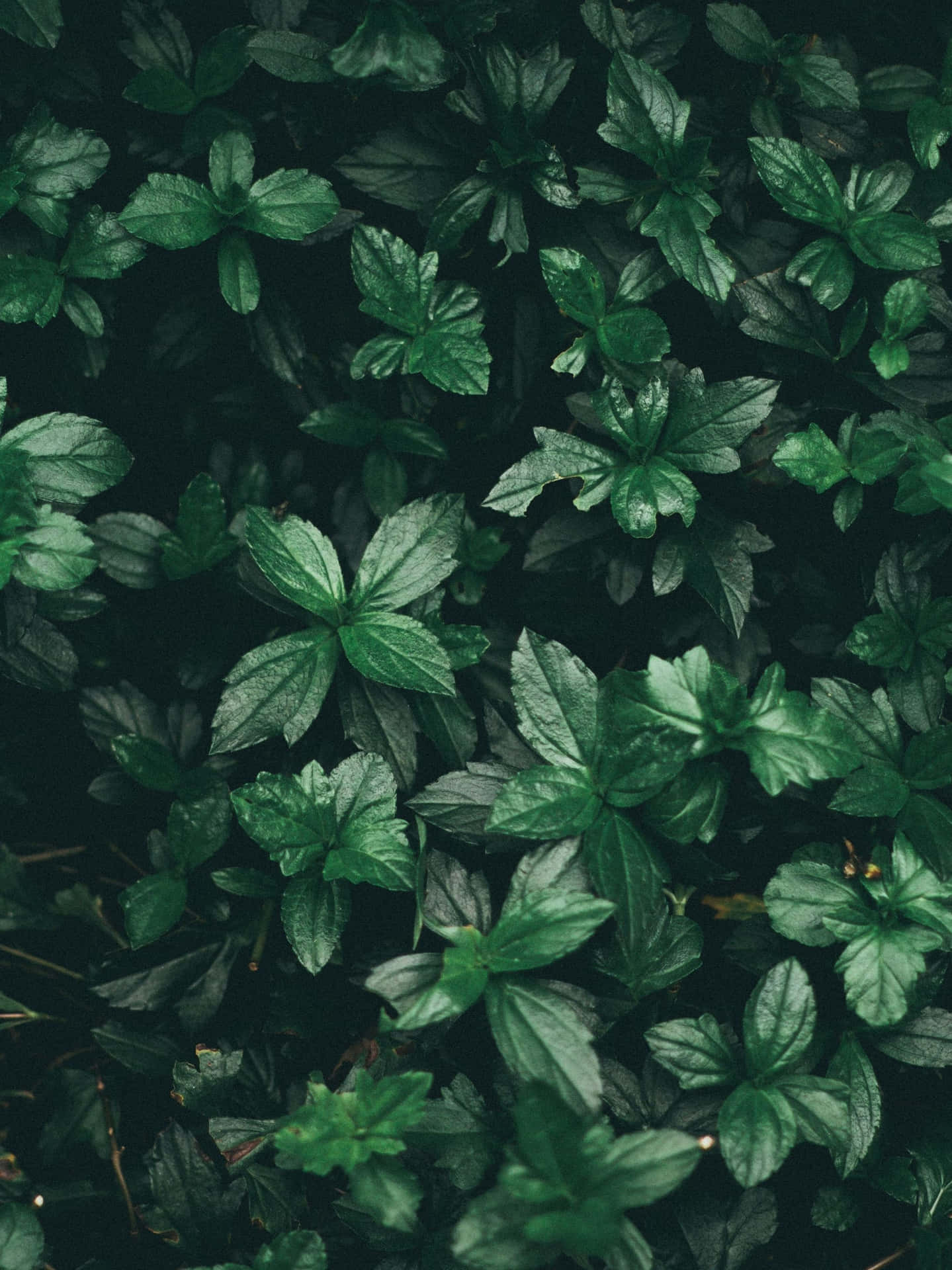 Green Plants Cute Green Aesthetic Background