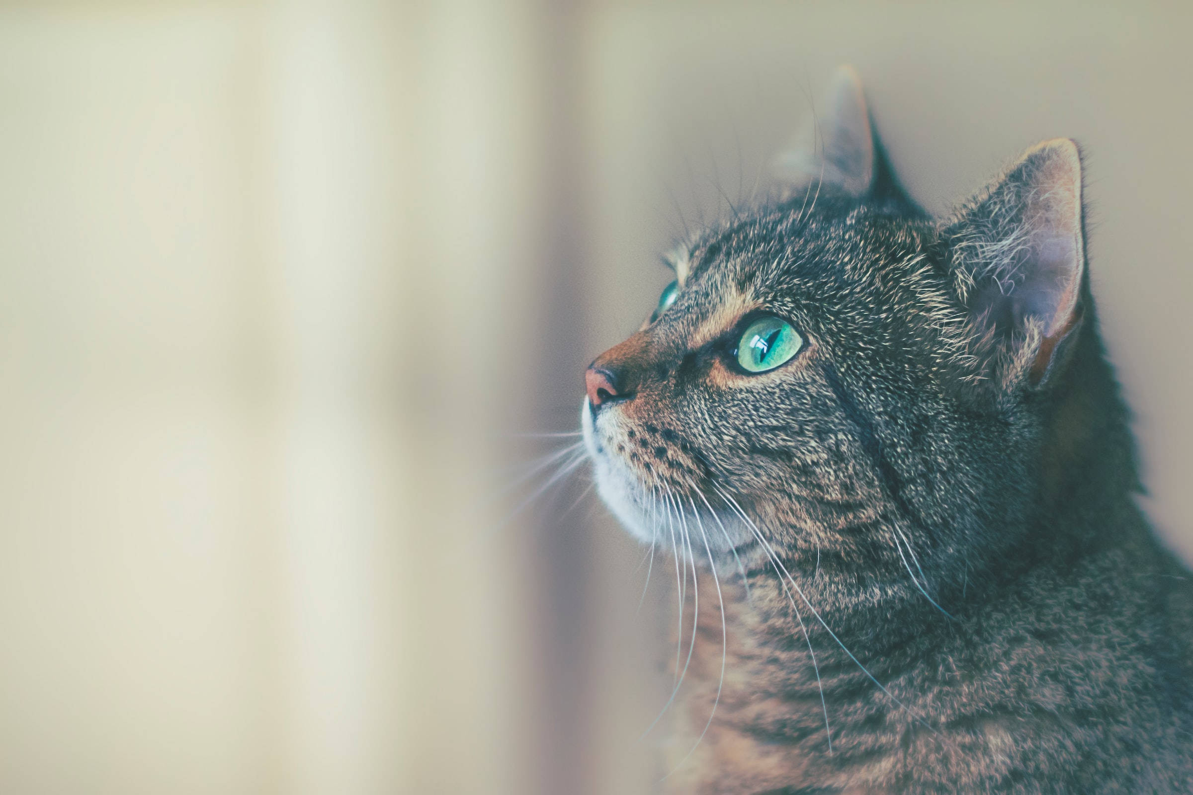 Cute Greenish Blue Eyed Tabby Cat Pfp Background