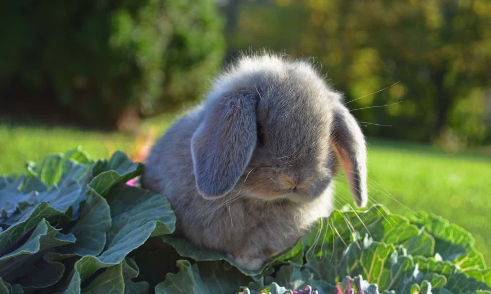 Cute Grey Bunny Picture