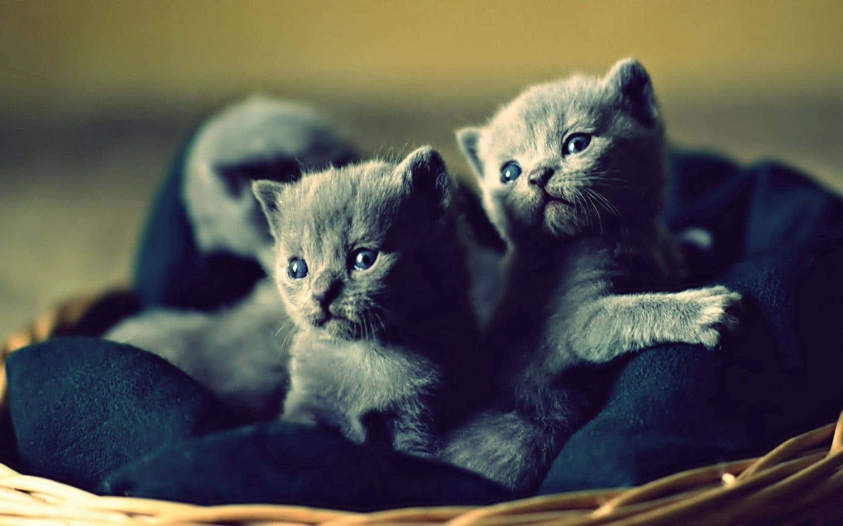 Cute Grey Kittens On Woven Basket Wallpaper