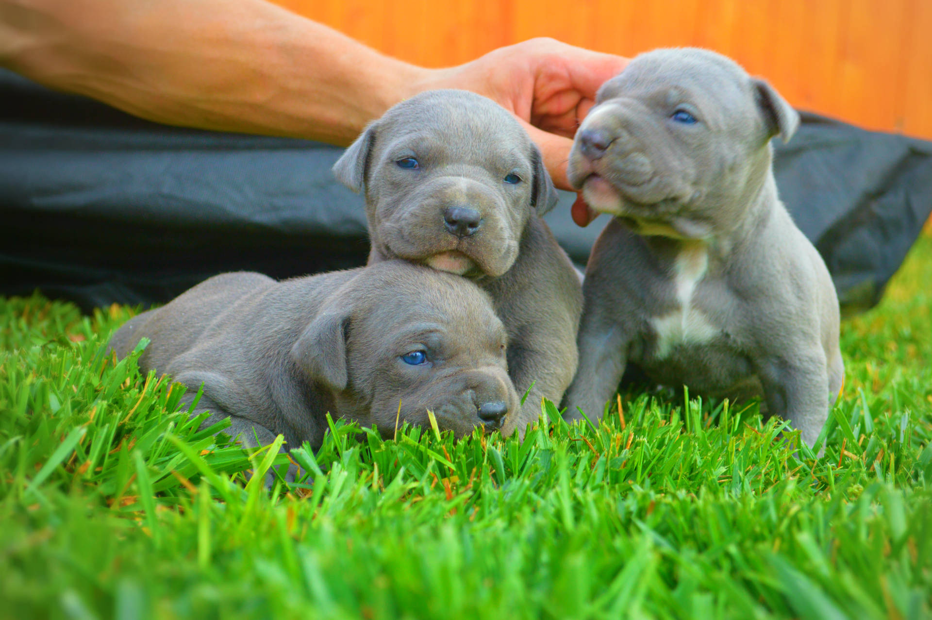 Cute Grey Pitbull Puppies Wallpaper
