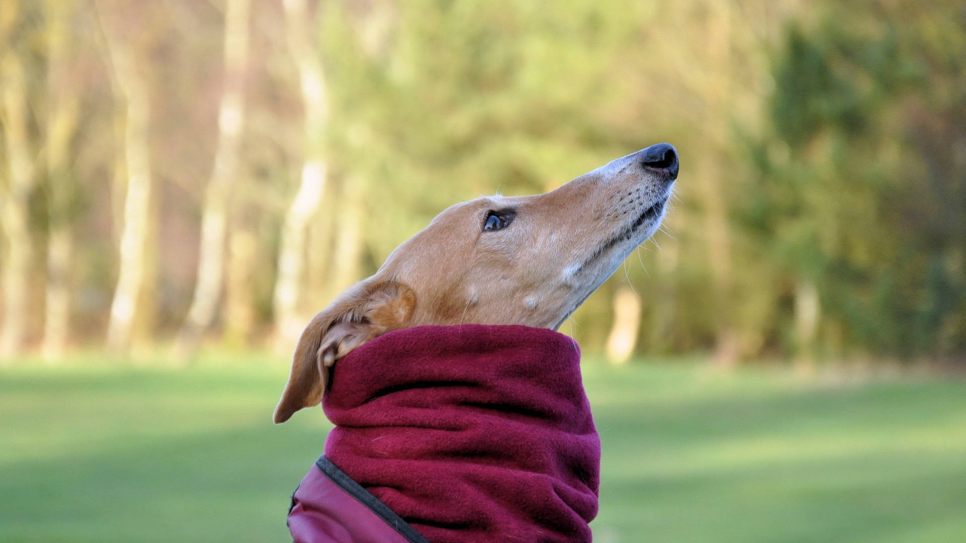 Cute Greyhound Dog In Red Clothes Background