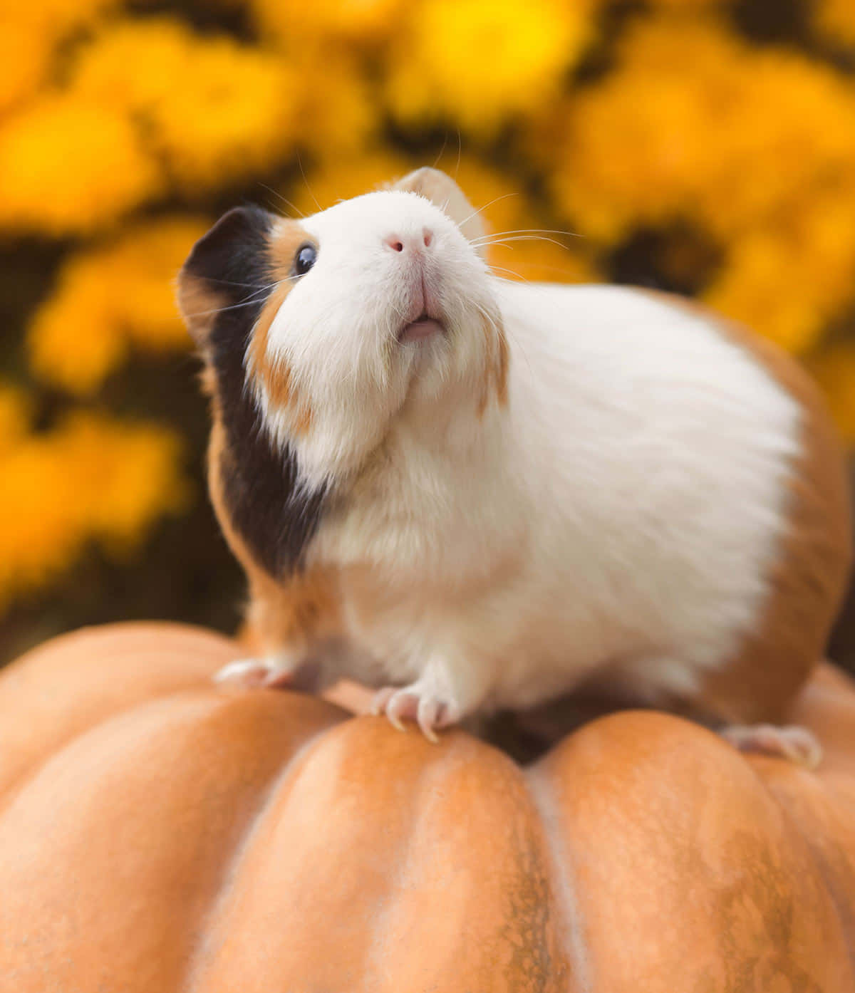 Cute Guinea Pig On Top Of Squash Pictures