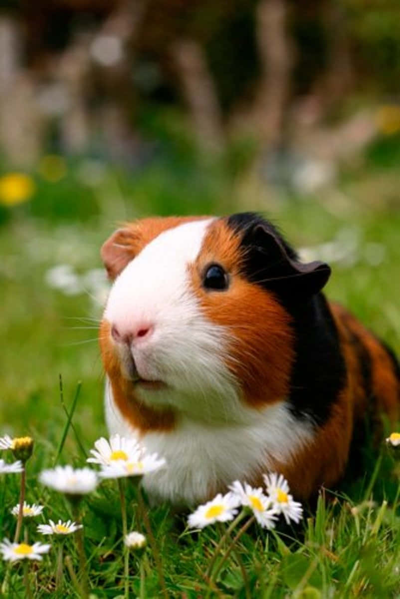 Cute Guinea Pig Tricolor Daisies Photography Pictures