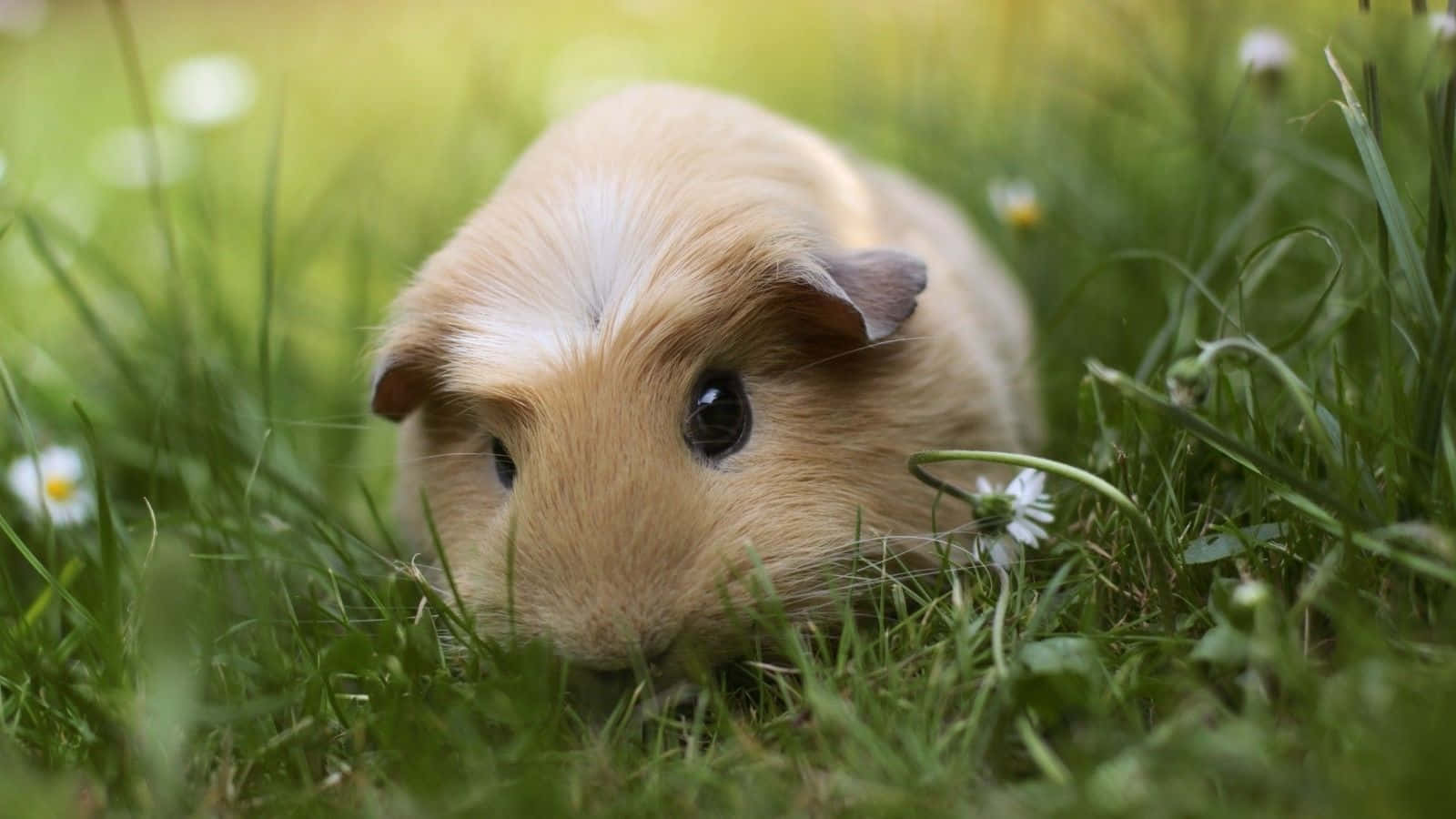 Adorable Guinea Pig Lounging in Comfort
