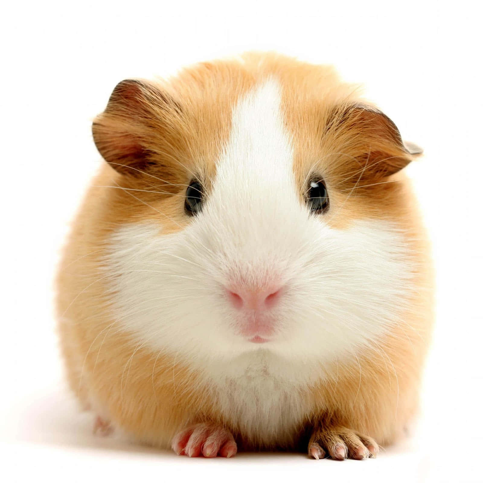 Adorable little guinea pig looking curious