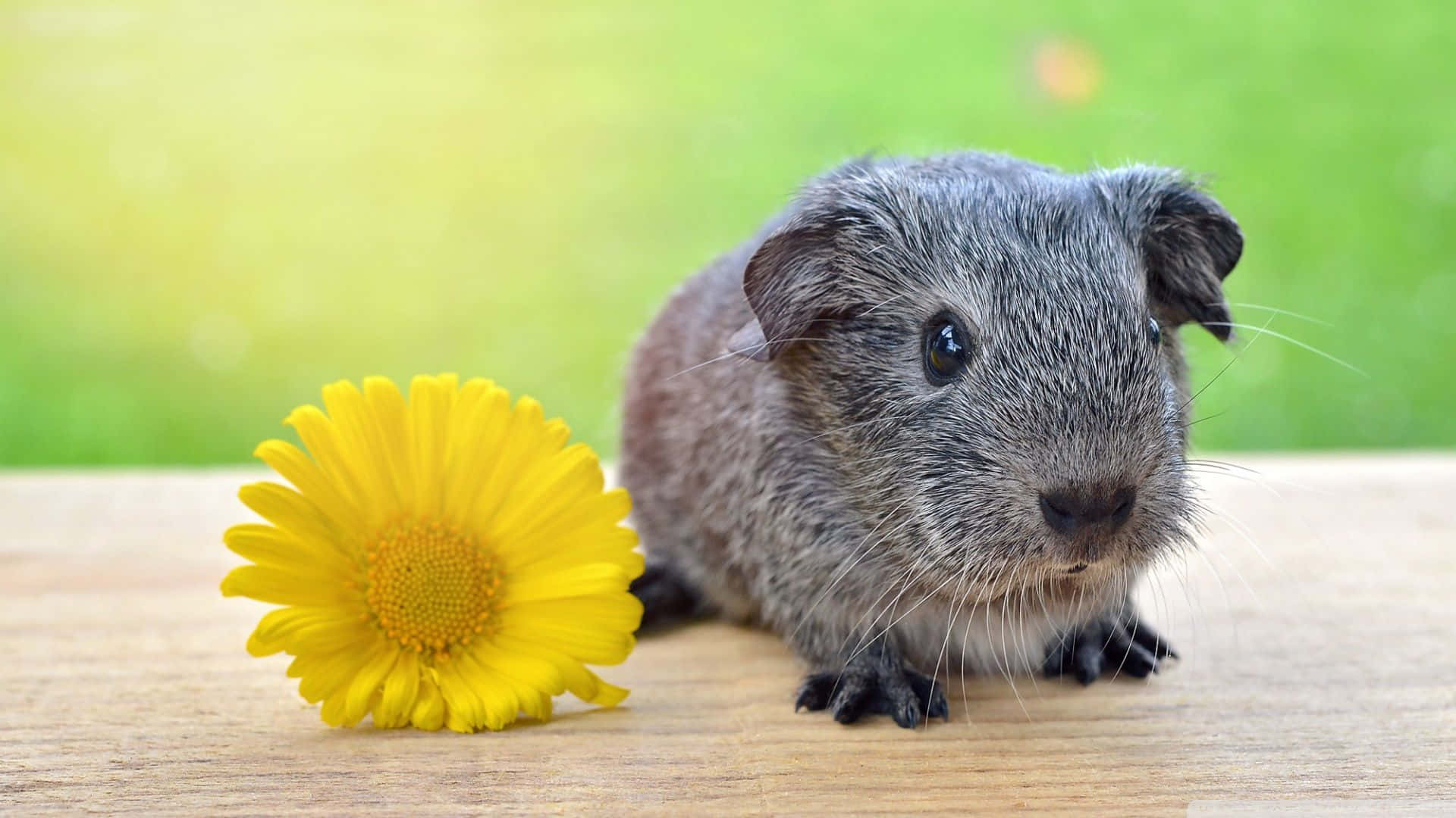 Cute Guinea Pig Yellow Flower Outdoor Photography Pictures