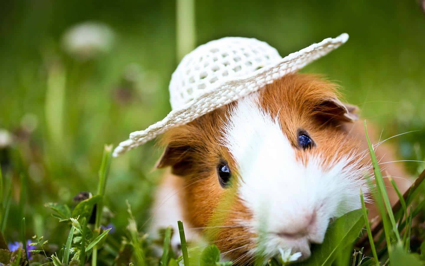 Cute Guinea Pig White Knitted Hat Pictures