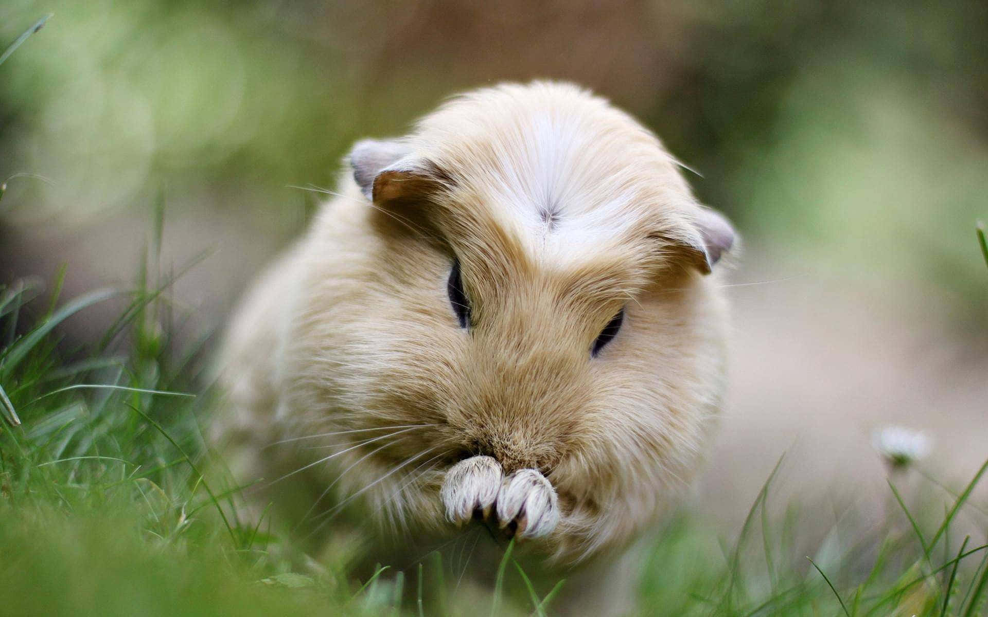 Cute Guinea Pig Cleaning Face Outdoor Nature Photography Pictures