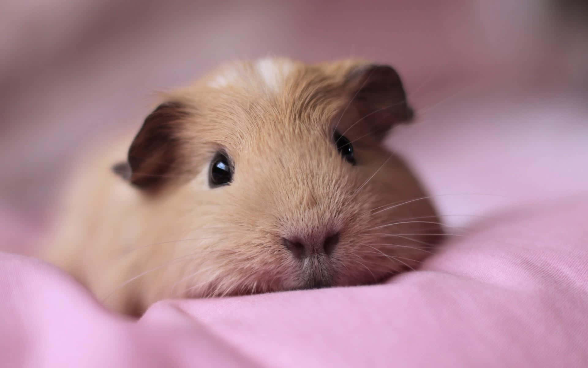 Cute Guinea Pig Comfy Pink Blanket Pictures