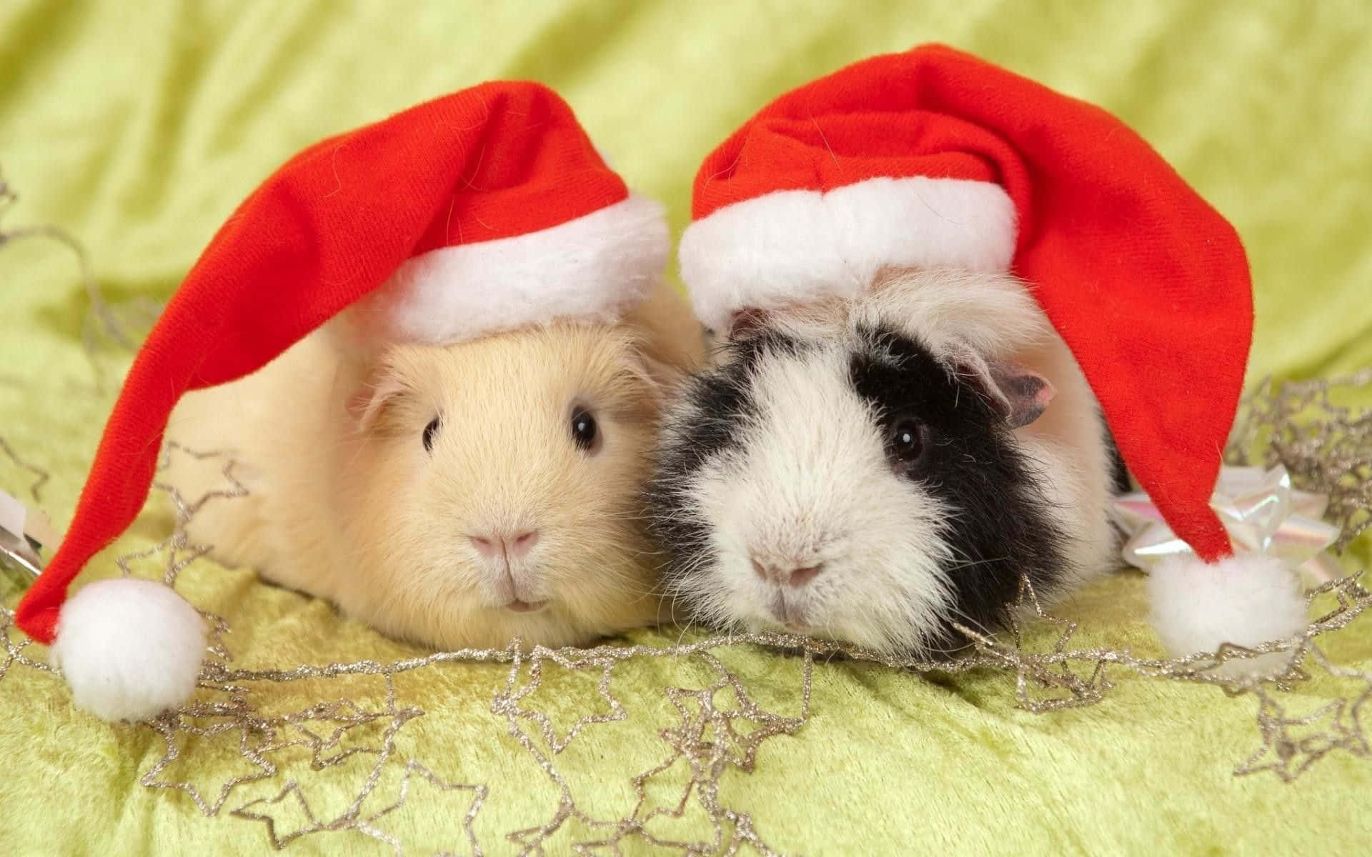 Cute Guinea Pig Wearing Red Santa Hats Pictures