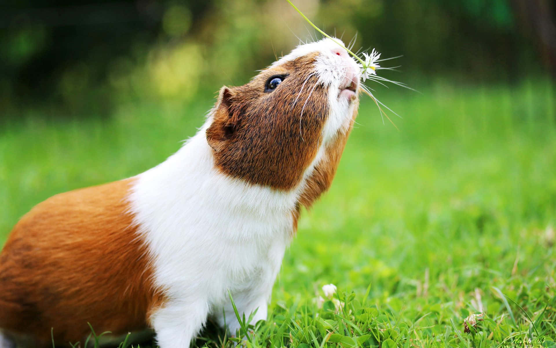 Cute Guinea Pig Smelling Flower Outdoor Pictures