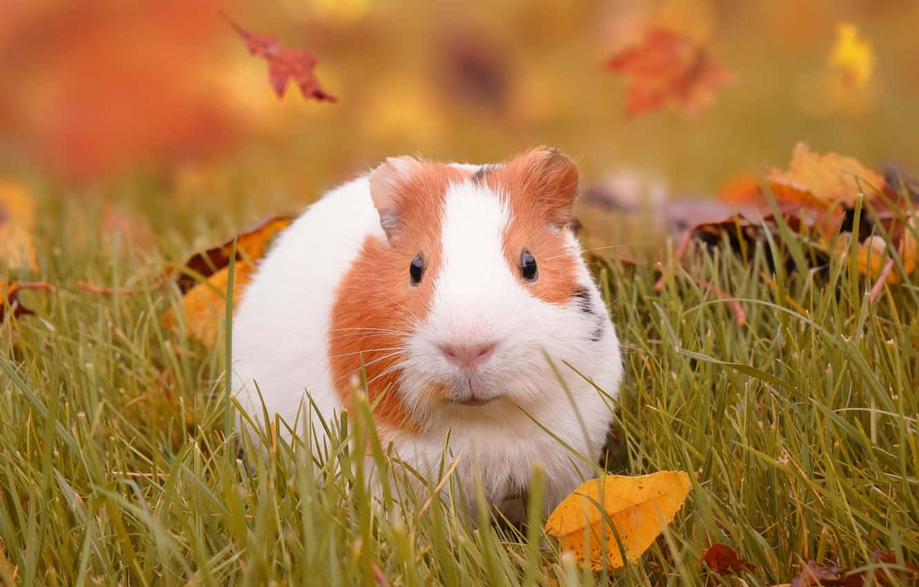 Søde guinea gris stirre efterår blade fotografi billeder.