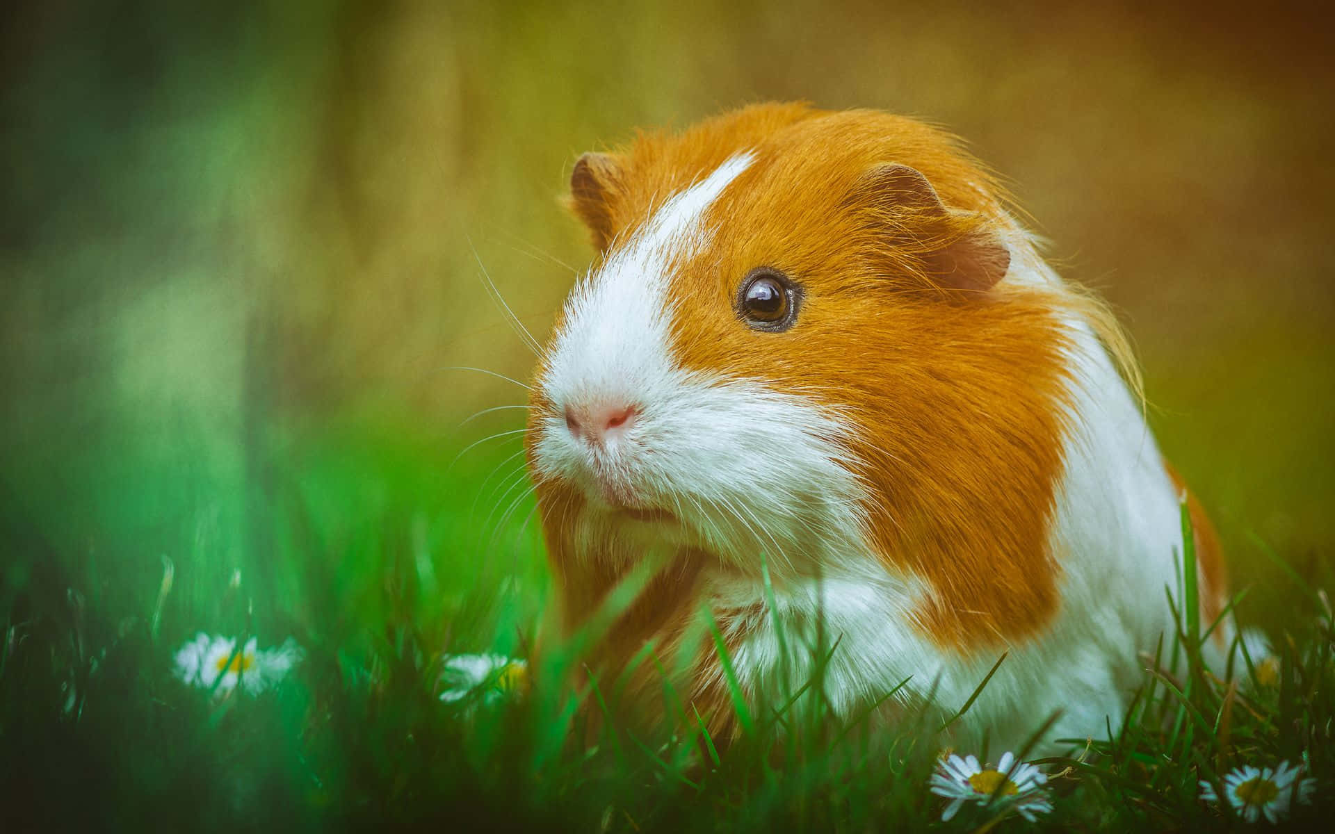 Sjov guinea Pig udendørs græs Fotografering Billeder Tapet