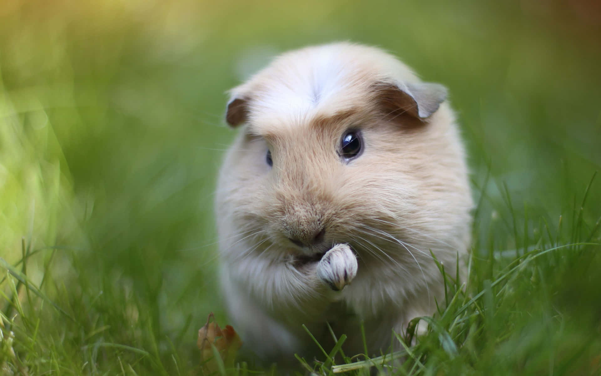 Cute Guinea Pig Adorable Cleaning Hand Pictures
