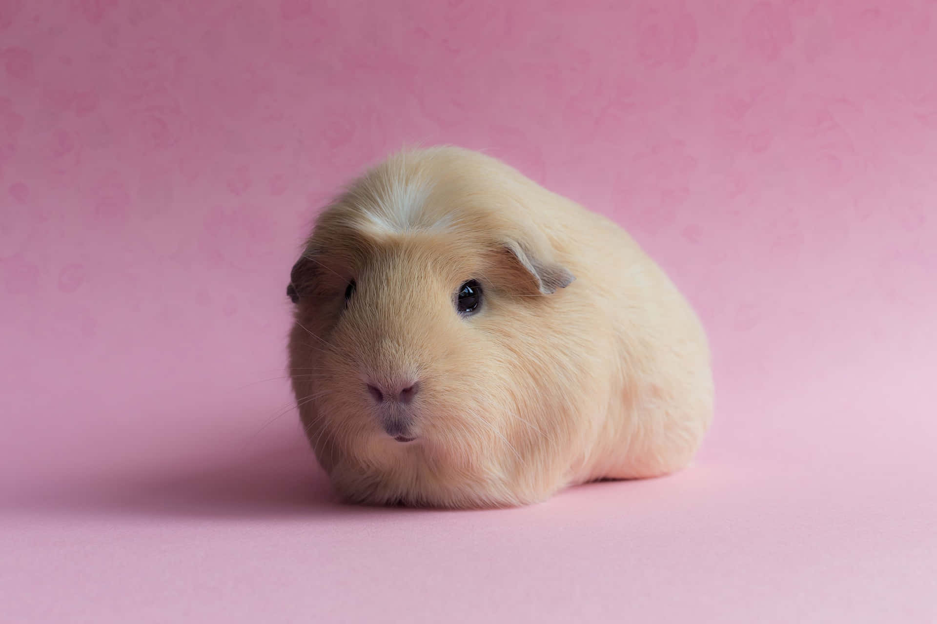 Cute Guinea Pig Pink Colored Background Pictures
