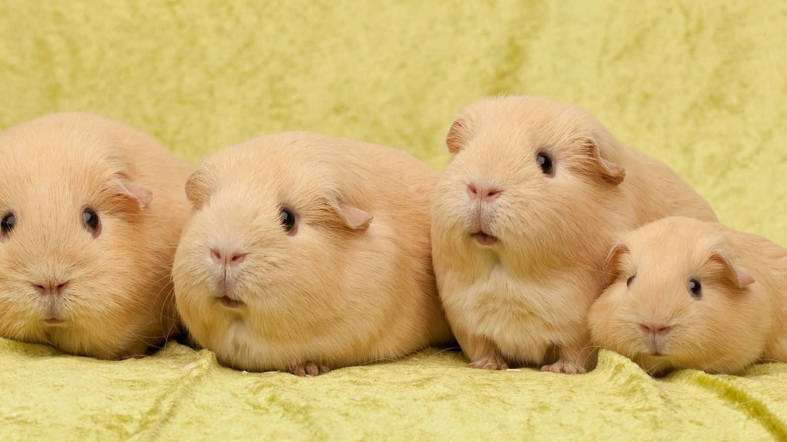 Cute Guinea Pig Fawn Color Photography Pictures