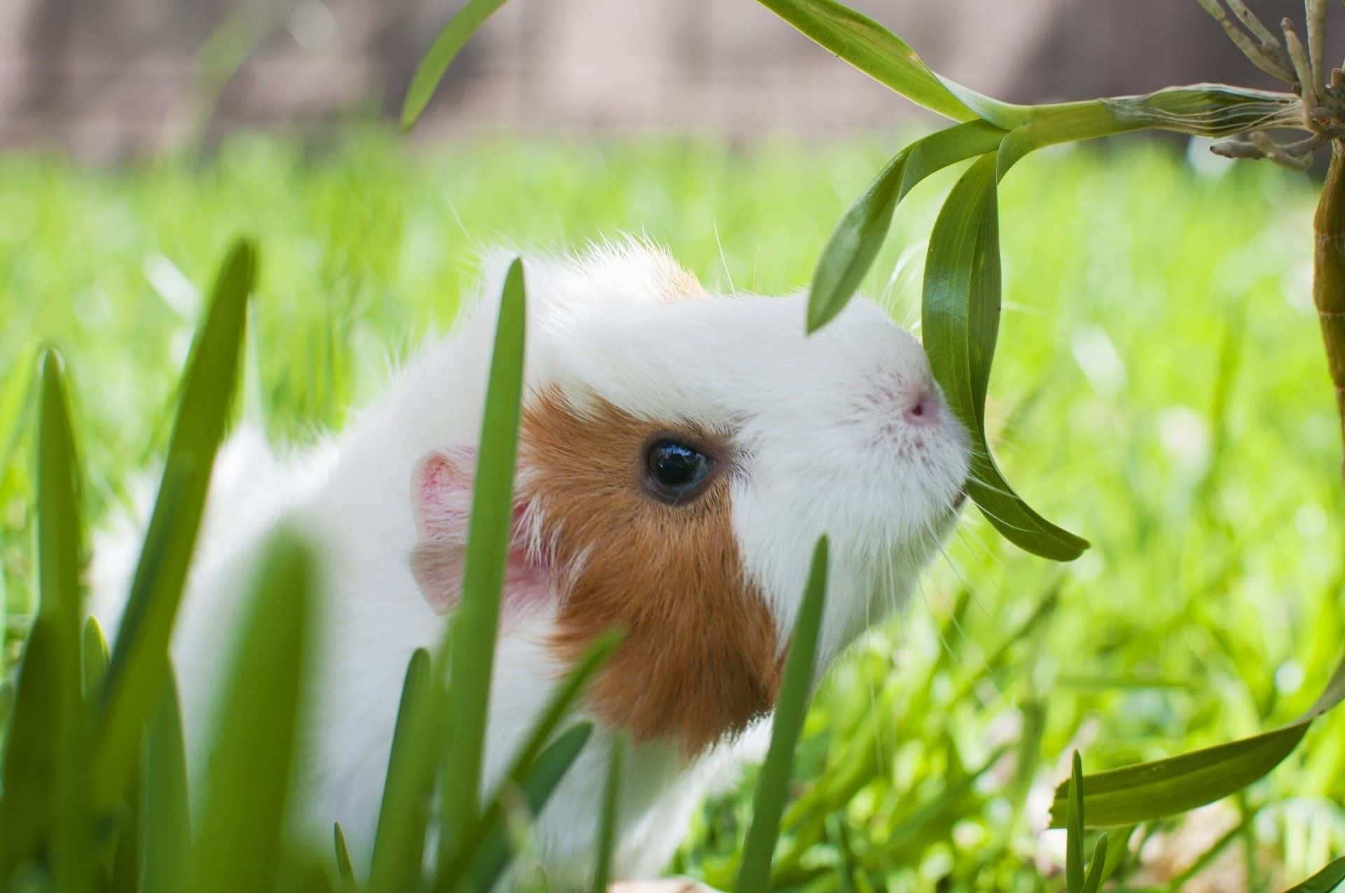 Cute Guinea Pig Smelling Leaves Outdoor Photography Pictures