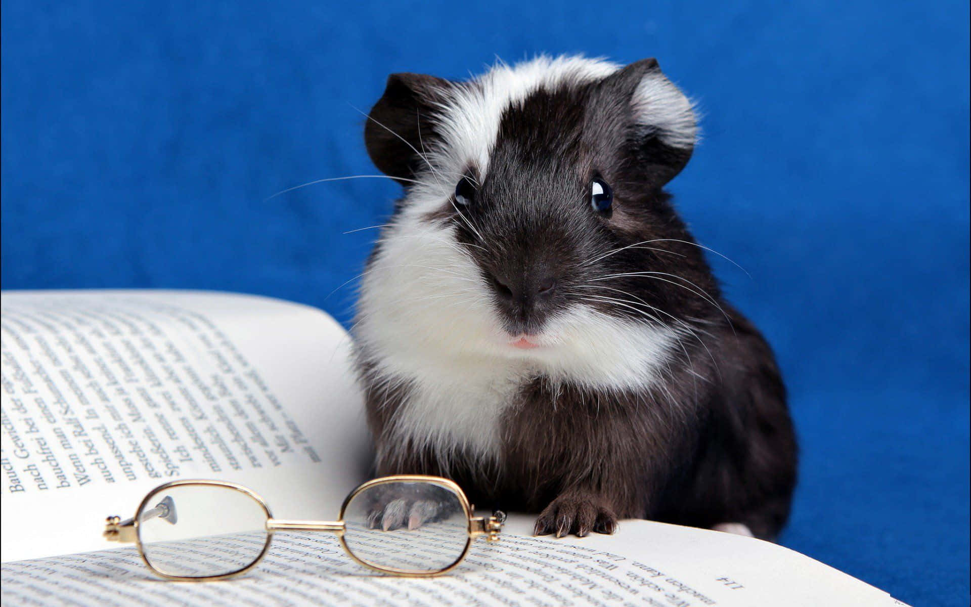 Sød guinea pighavende bog læsebriller billeder