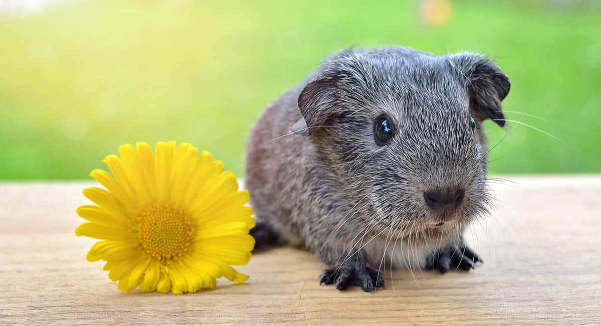 Adorable Guinea Pig Snuggles Adorably in Flowery Foliage
