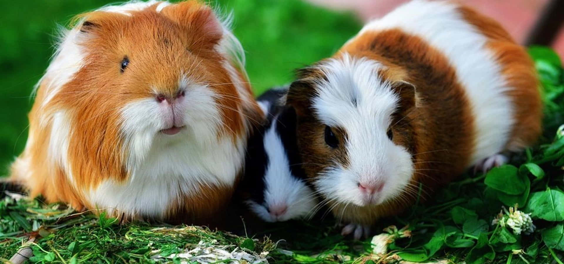 Cute Guinea Pig Pictures 1920 X 900 Picture