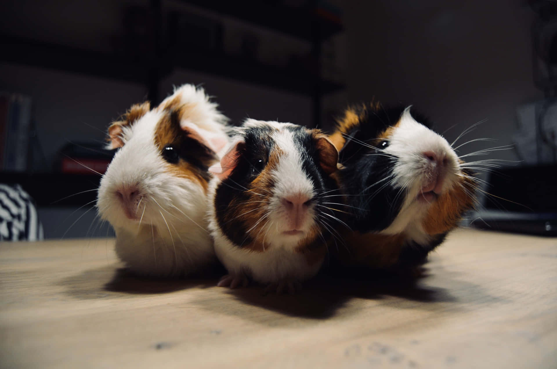 Cute Guinea Pig Pictures 4928 X 3264 Picture