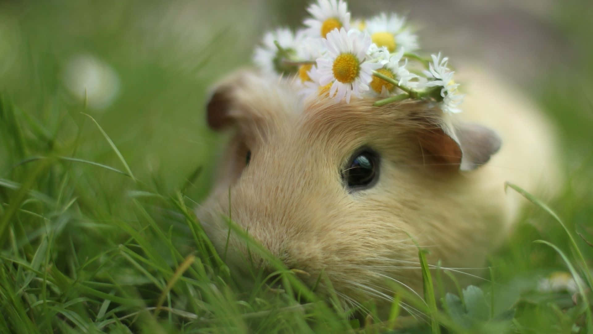 Check out this adorable guinea pig!