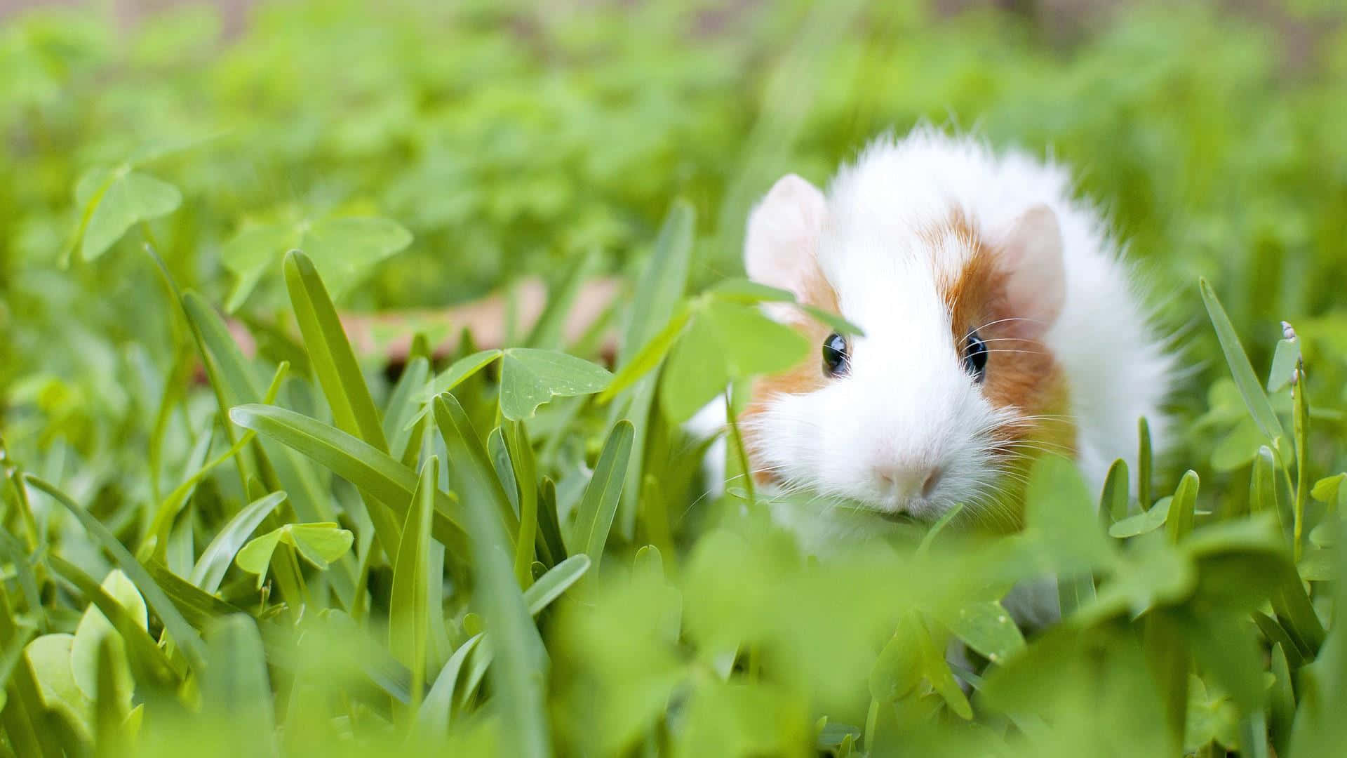 Cute Guinea Pig Pictures 1920 X 1080 Picture
