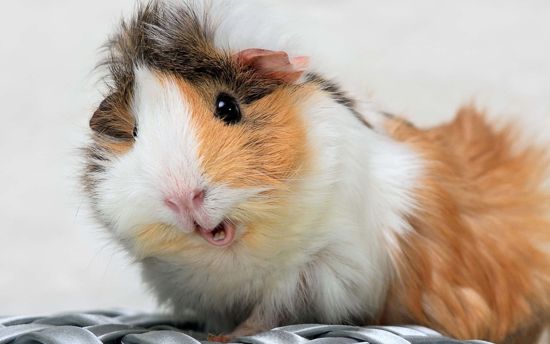 Cute Guinea Pig Pictures 3840 X 2400 Picture