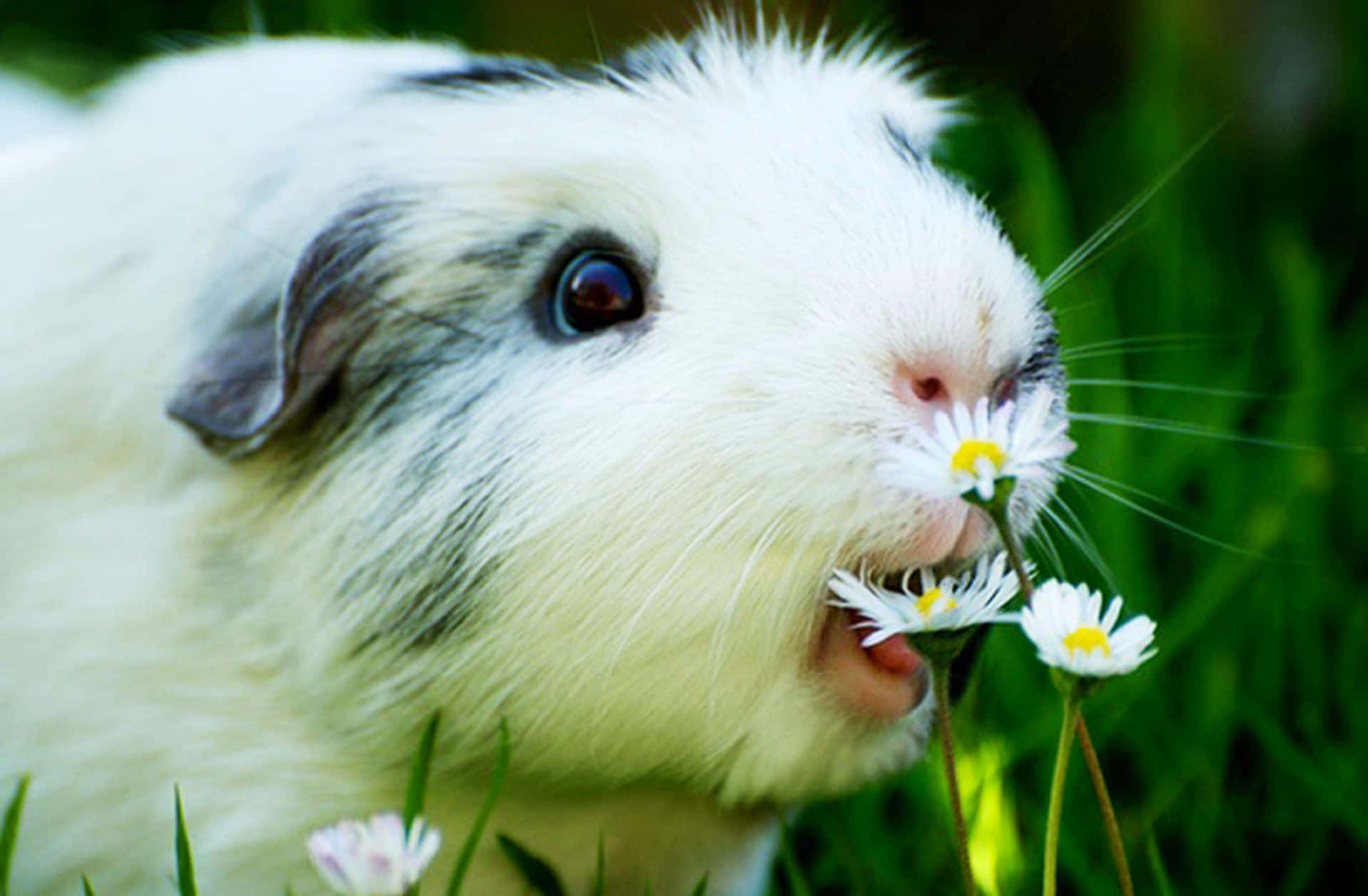Cute Guinea Pig Pictures 3000 X 1964 Picture