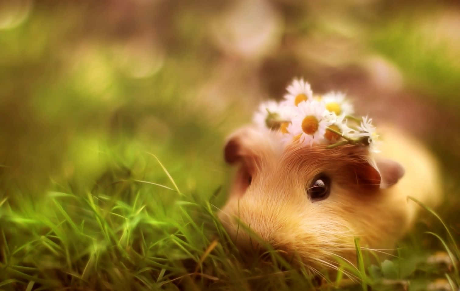 Cute Guinea Pig Pictures 1512 X 955 Picture