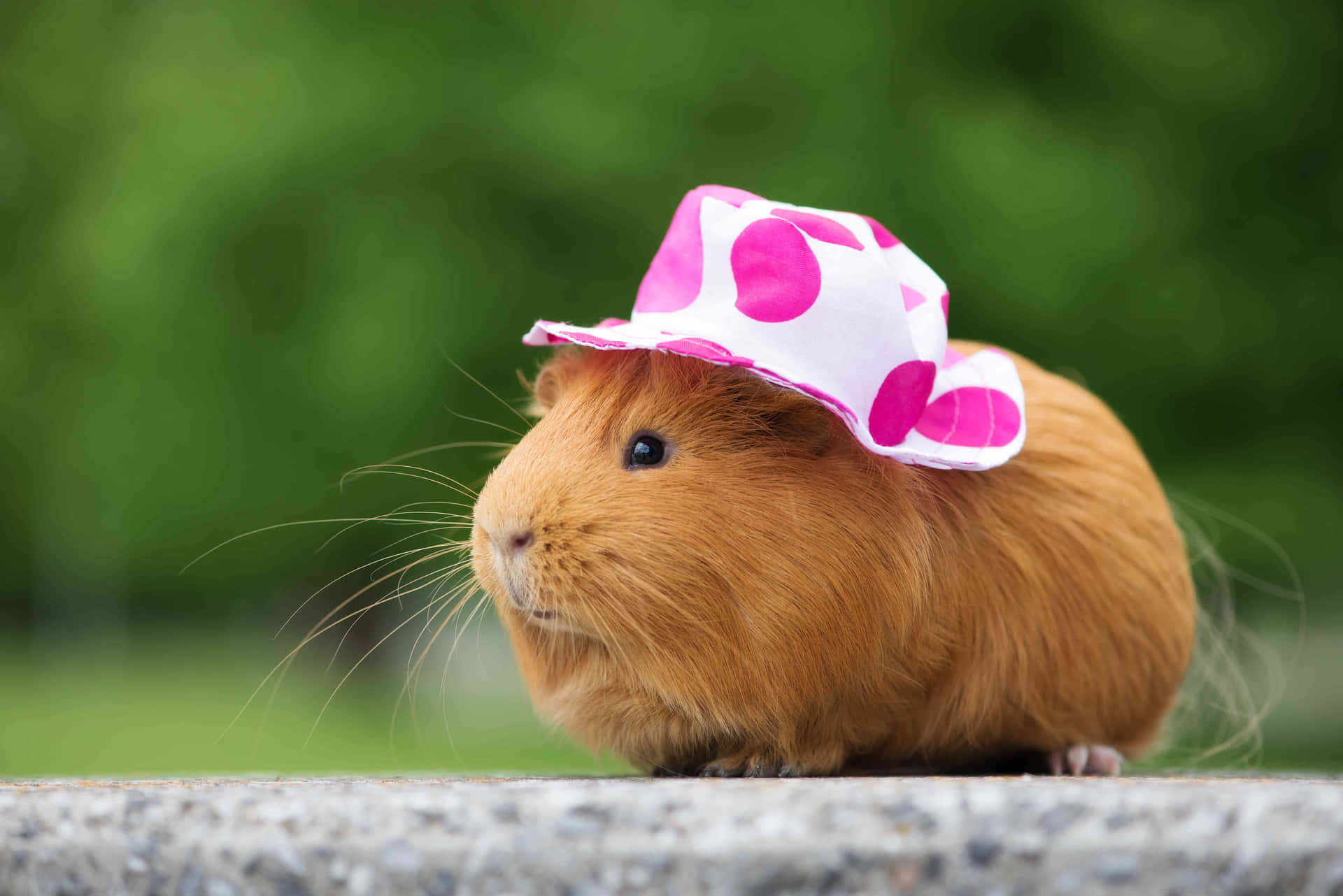 Sød guinea gris pink hat udendørs fotografering billeder levende skrivebordsbaggrund