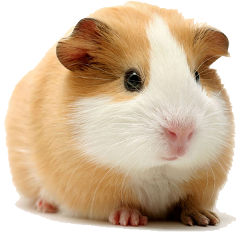 Cute Guinea Pig Portrait PNG