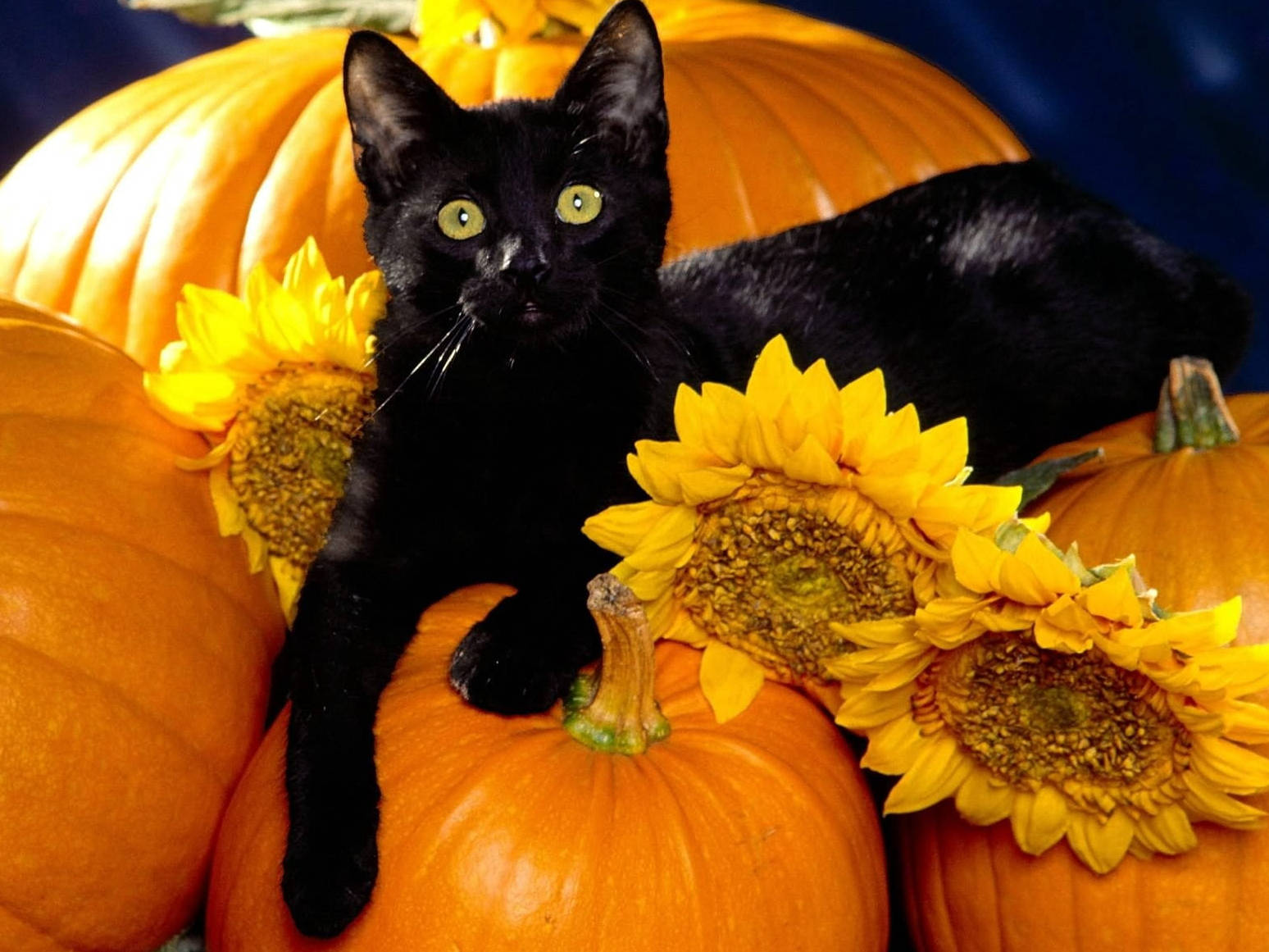 Lindogato Negro De Halloween Sobre Calabazas. Fondo de pantalla