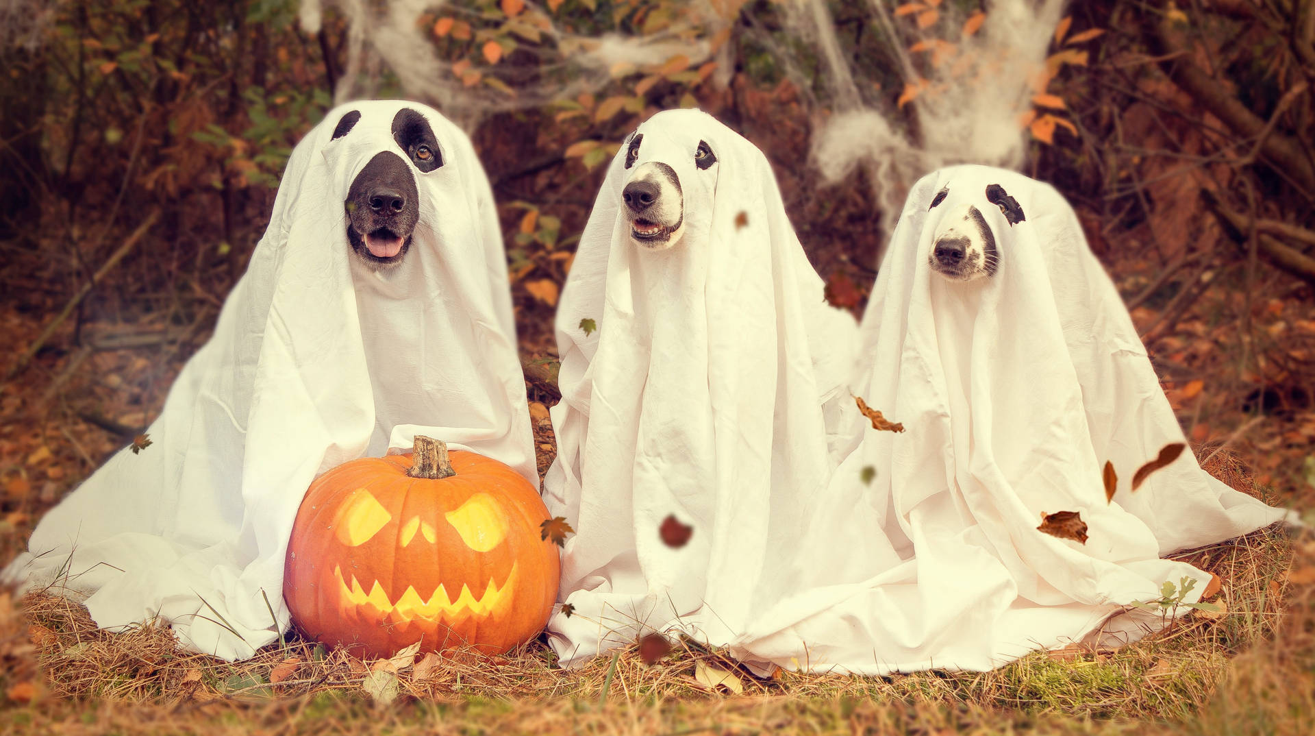 Adorablesdisfraces De Perros Fantasmas Para Halloween Fondo de pantalla