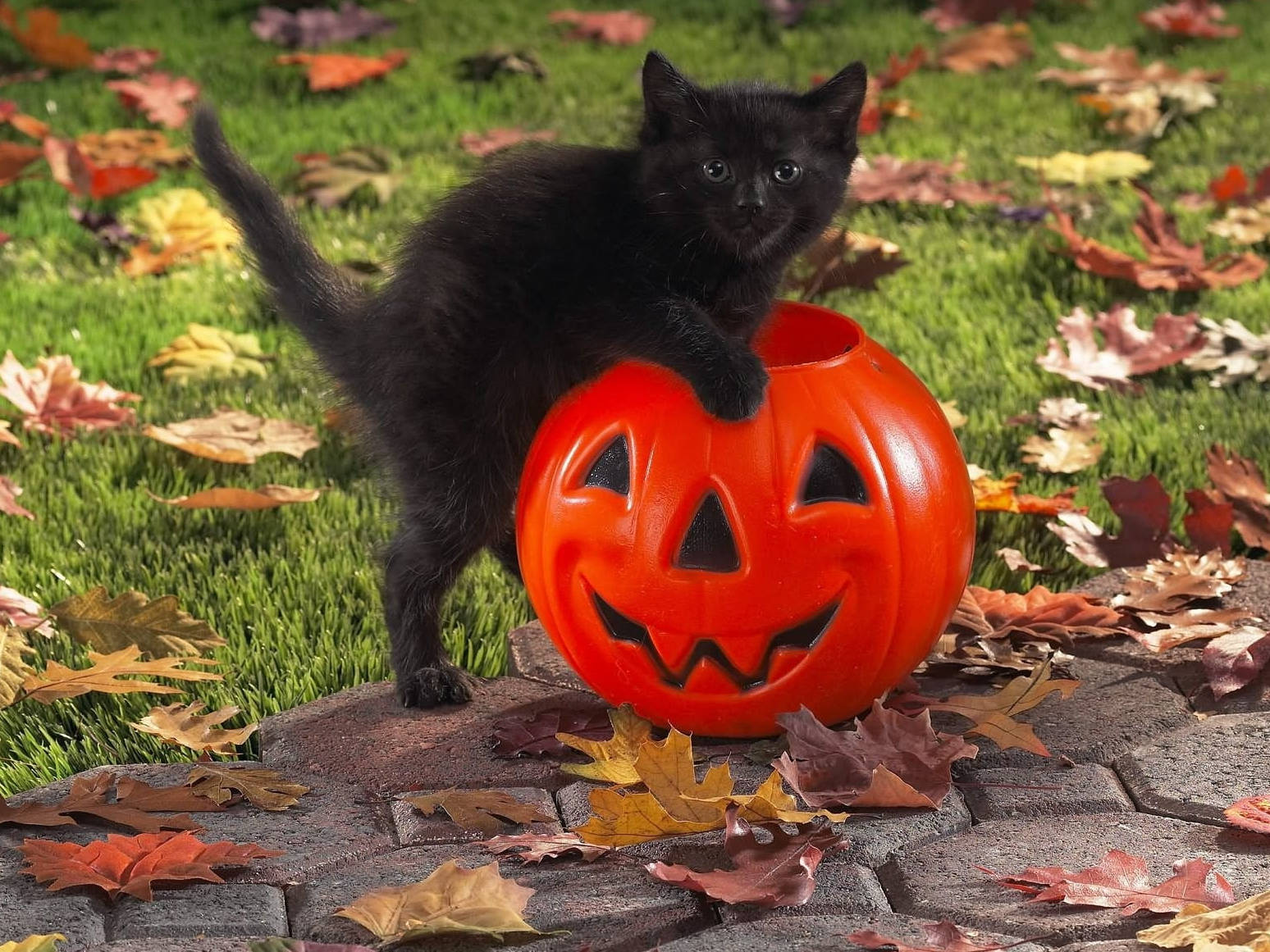 Cute Halloween Kitten On Pumpkin Bucket Wallpaper